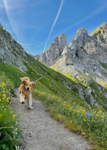 Immagine dogomiti 7